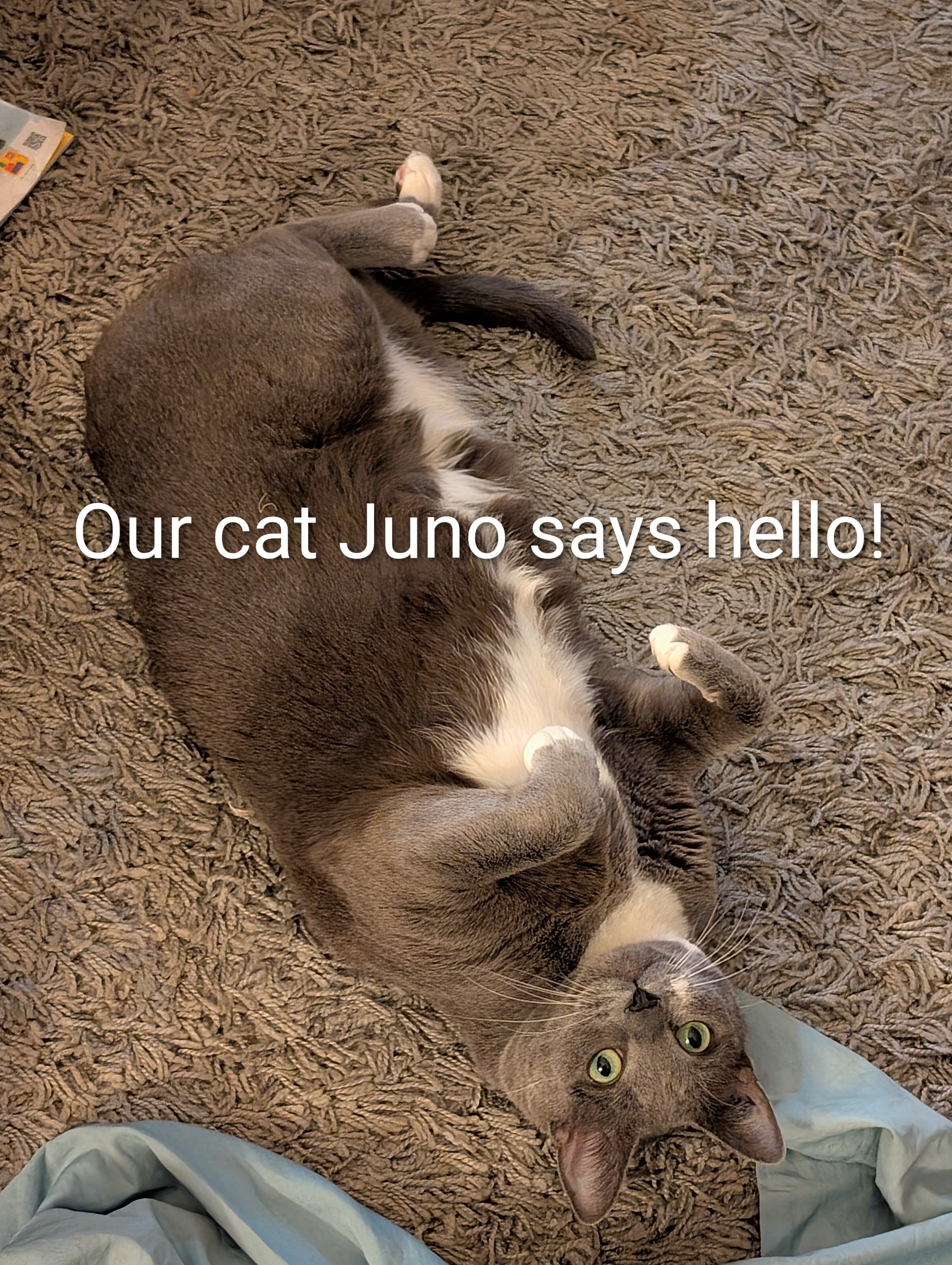 Juno, Stephen's rescue cat